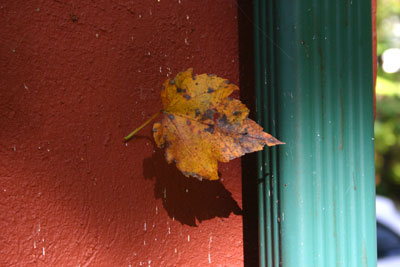 [ Photograph of a yellow leaf against a dark red-brown cement wall near a green drainspout ]