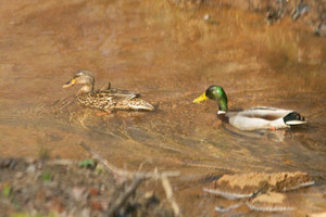 Two ducks in a creek