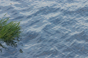 Brush and water