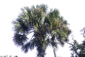 High key palm tree, Washington Oaks State Park