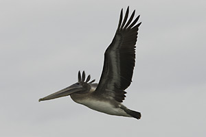 Pelican in mid-flight