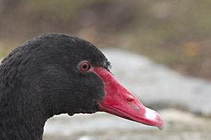 Poking its head above the parapets