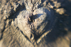 Tree with a branch scar in the shape of a heart